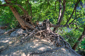Khao Ngu Rock Park, the name Khao Ngu means hills of snakes