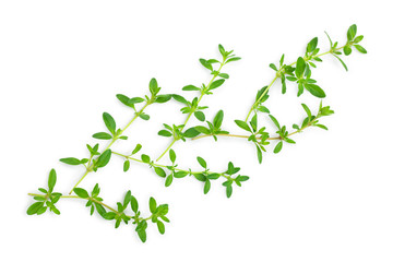 Fresh thyme spice isolated on white background