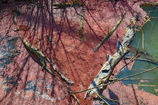 Red Common Duckweed And Pieces Of Wood On Water