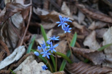 wild flowers in the forest