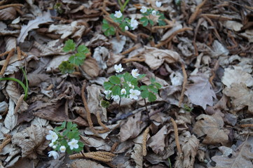 wild flowers in the forest