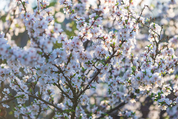 Beautiful blossom of sakura tree on sunlight
