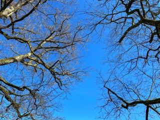 Bare tree - branches against blue sky