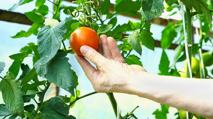 Close up of woman hand touching and analysing fresh, red, and ripe tomato growing in vegetable organic homemade plantation.