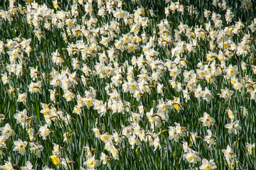 Jonquilles