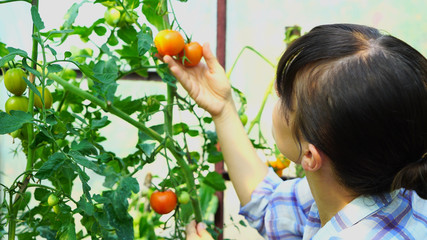 Female horticulturist looking at tomatoes seedlings in hothouse