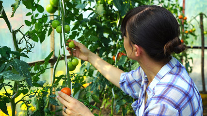 A female farmer checking tomatoes on an organic vegetable farm