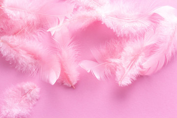 Soft, fluffy coral pink feathers on pastel rose background. Minimalism style. Vintage trend....