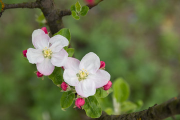 Obraz premium Springtide. Sprigs of apple trees with blossoms on green background 