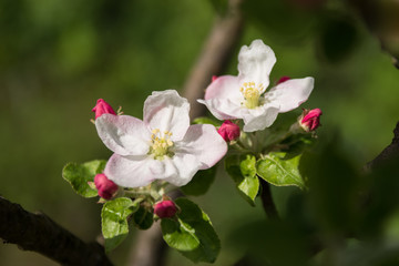 Springtide. Sprigs of apple trees with blossoms on green background
