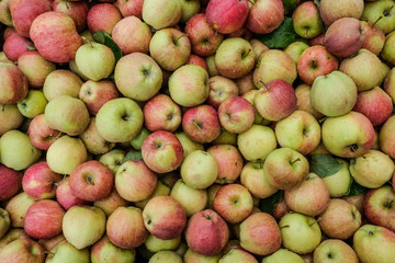 Large pile of apples
