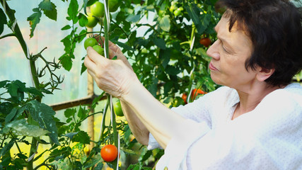 A female senior farmer checking tomatoes on an organic vegetable farm
