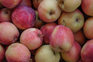 Close-up of ripe apples