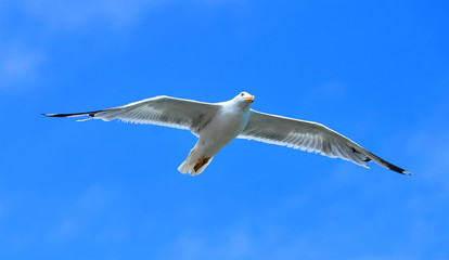 Fototapeta na wymiar gaviota volando en un cielo azul