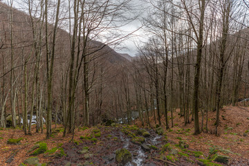 Trees of an autumn forest now without leaves crossed by the Dardagna river