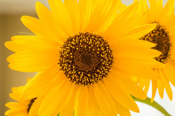 Obraz premium Close up of sunflower bloom
