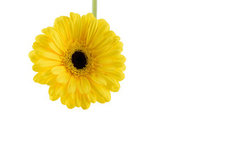 Beautiful flower, yellow gerbera is isolated on a white background.