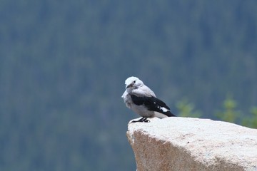 Obraz premium Mountain bird sitting on rock outcropping in Rocky Mountain National Park
