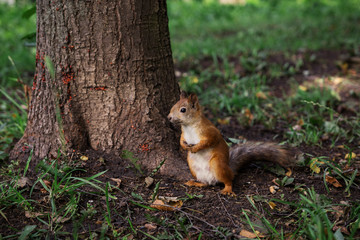 Little Redhead curious squirrel stands under a tree on her hind legs and watches, front paws folded in front.