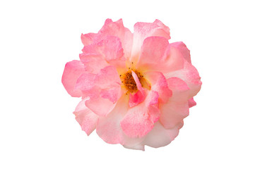 Obraz na płótnie Canvas pink rose isolated