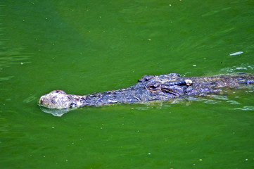 Crocodiles