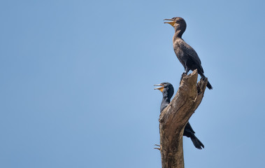 Cormorant