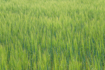 Beautiful barley field on sunny day