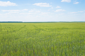 Beautiful rural landscape. Agricultural field with barley on sunny day