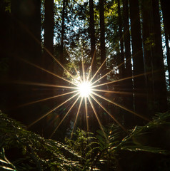 redwood sunburst in the forest