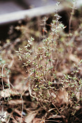 The stems of the thyme with the first green leaves in the spring. Spring floral background.