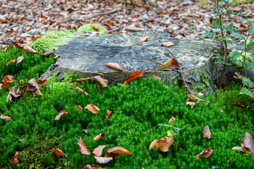Souche en forêt