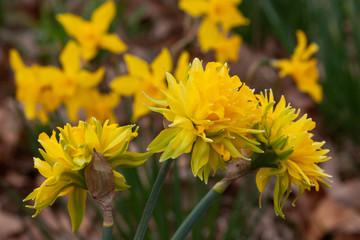 rip van winkle bouquet daffodils