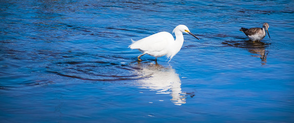 Snowy Egret