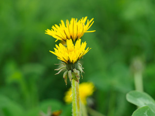 Yellow dandelions. Bright dandelion flowers on the background of green spring meadows. Blooming yellow dandelions in the spring meadow.