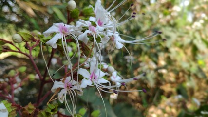 flowers in the garden