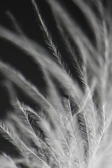extreme close up of white feather texture 