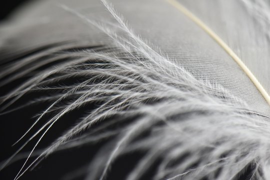 extreme close up of white feather macro photography 