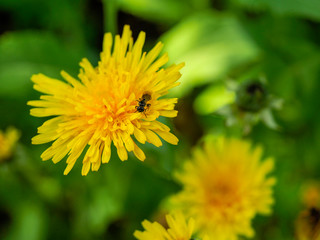 Yellow dandelions. Bright dandelion flowers on the background of green spring meadows. Blooming yellow dandelions in the spring meadow.