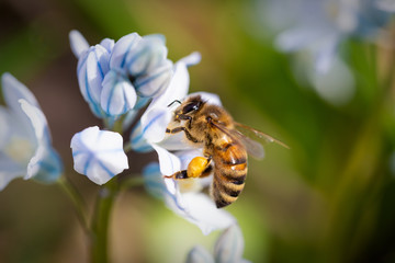 bee on a flower in spring