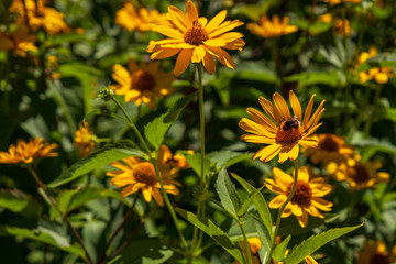 Many blossoms of the orange coneflower in the sunlight, one with honey bee, shallow depth of field, selective focus