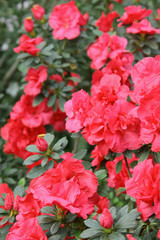 Image of beautiful floral wall background with amazing spring flowers