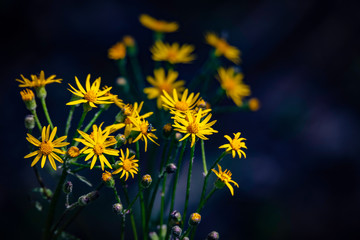 A closeup of the wildflower known as Appalachian Ragwort or Yellow Ragwort