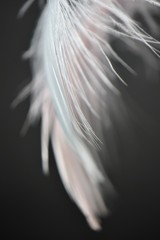 feather on black background abstract background shot with macro lens 