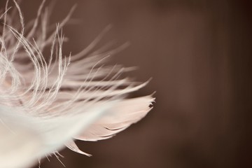 Vintage look feather abstract background 