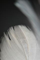 close up of feather