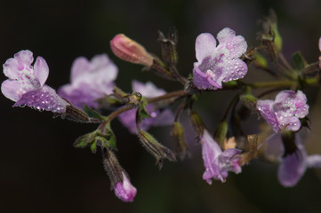 Flowers of sage covered of dew drops. Integral Natural Reserve of Mencafete. El Hierro. Canary Islands. Spain.