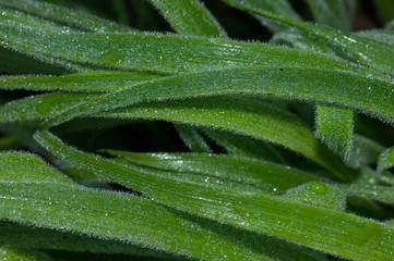 Leaves in the Integral Natural Reserve of Mencafete. El Hierro. Canary Islands. Spain.