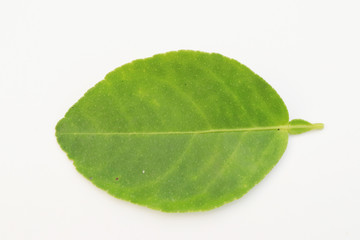 Fototapeta na wymiar Close-up fresh green lemon leaves on white background. 