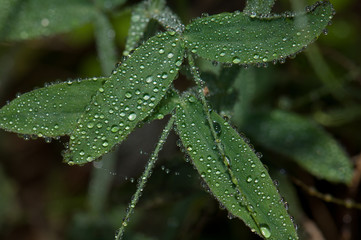Leaves covered of dew drops in the Integral Natural Reserve of Mencafete. El Hierro. Canary Islands. Spain.