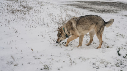 Lobo en olfateando la nieve en la montaña
